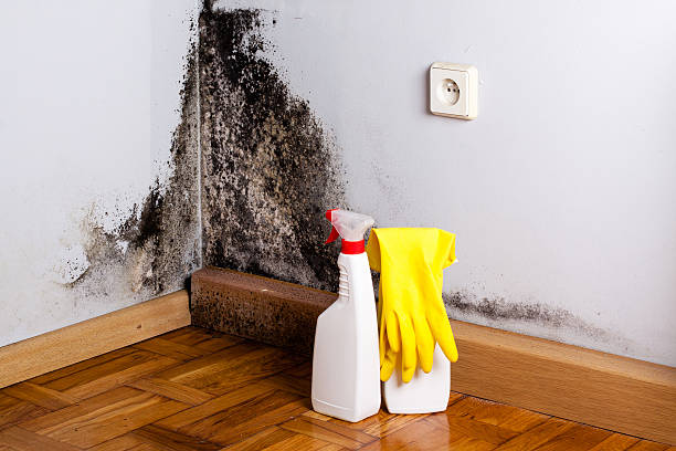 Best Commercial Mold Remediation in Oberlin, LA