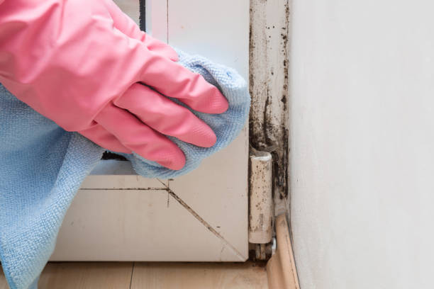 Professional Mold Remediation in Oberlin, LA